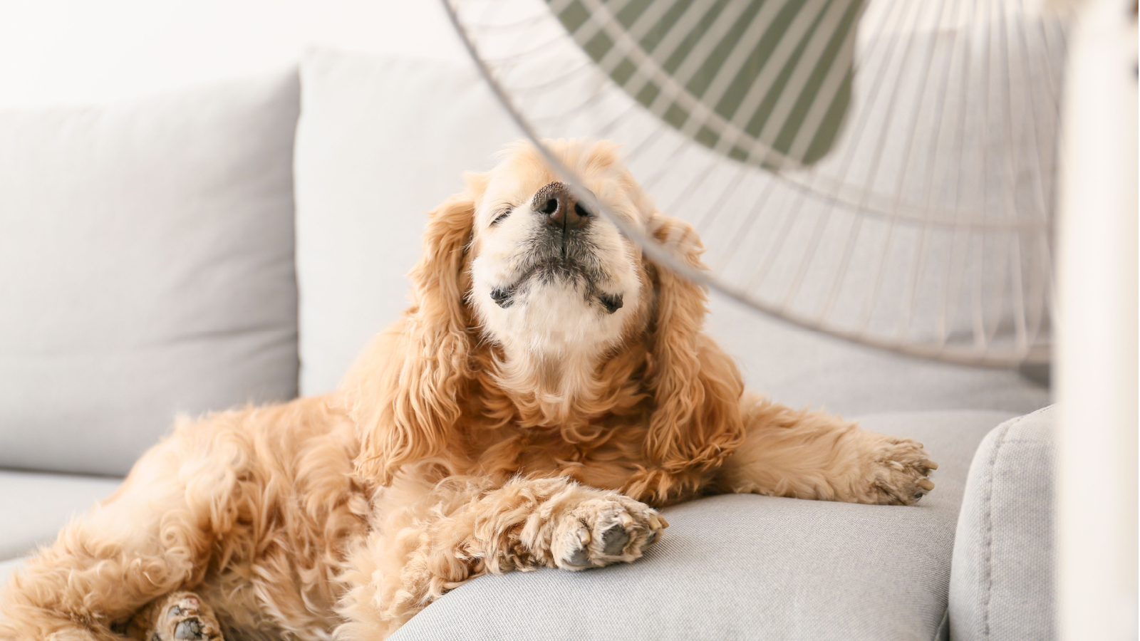 AC Tips for Pet Owners | AC Services St. Louis | Home Cooling Near Me